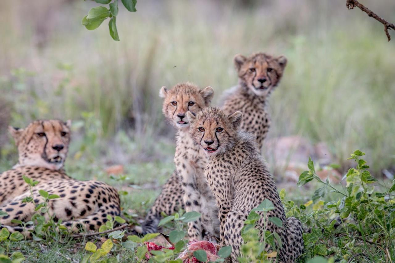 Laluka Safari Lodge - Welgevonden Game Reserve Luaran gambar